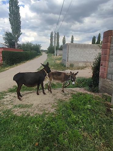 собака корги: Ослы – пара: взрослая ослица и жеребёнок - Вид: домашние ослы - — 1