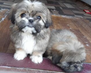İtlər: Pekines, 1 ay, Dişi, Ödənişli çatdırılma — 5