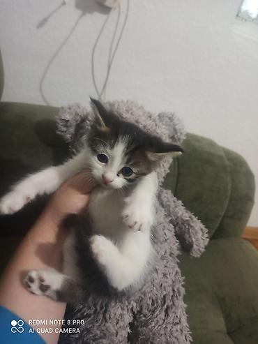 Отдам даром: Мальчики 🐈🐈в добрые руки родились 9 августа к лотку приучаються кушают — 7