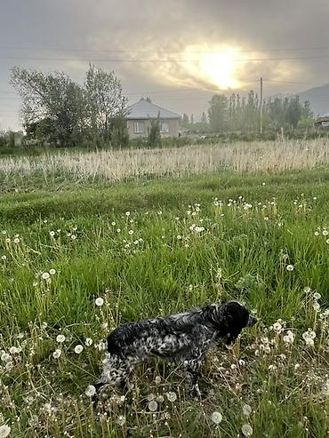 Продажа собак: Кокер-спаниель, 1 год, Самка, С прививкой — 9