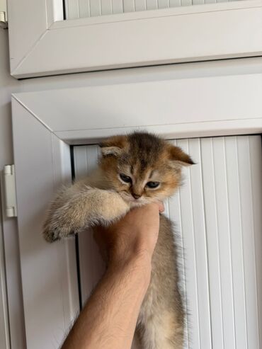 Pişiklər: Şotland yastı qulaq, Erkək, Dişi, Yaxşı əllərə, Ünvandan götürmə, Pulsuz çatdırılma, Ödənişli çatdırılma — 207