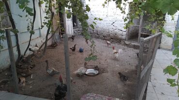 Həyət evləri və villaların satışı: Sabunçu rayonu Maştağa qəsəbəsi ərazisində kəndin mərkəzində Cümə -da lalafo.az — 5 Həyət evləri və villaların satışı: Sabunçu rayonu Maştağa qəsəbəsi ərazisində kəndin mərkəzində Cümə — 5