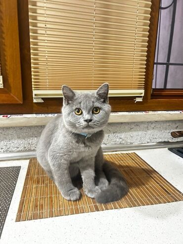 котенок в добрые руки: Британская, Самец