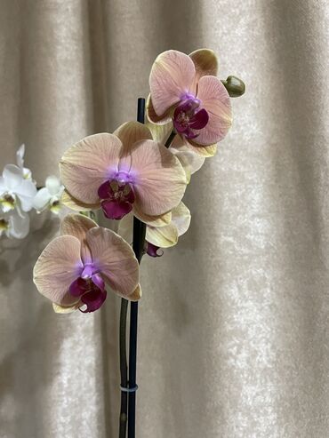 орхидея гулу in Кыргызстан | ДРУГИЕ КОМНАТНЫЕ РАСТЕНИЯ: Орхидея 800 сом