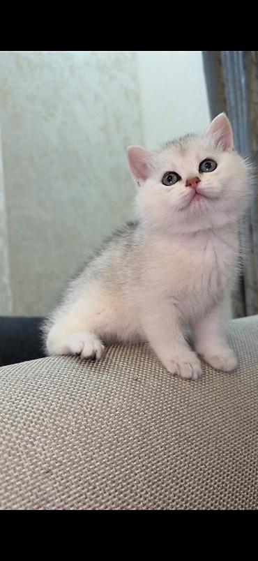 Кошки: Шиншилла, Самка, Самец, Бесплатная доставка — 2