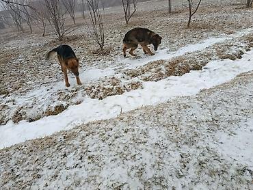 Продажа собак: Немецкая овчарка, 5 лет, Самка — 4