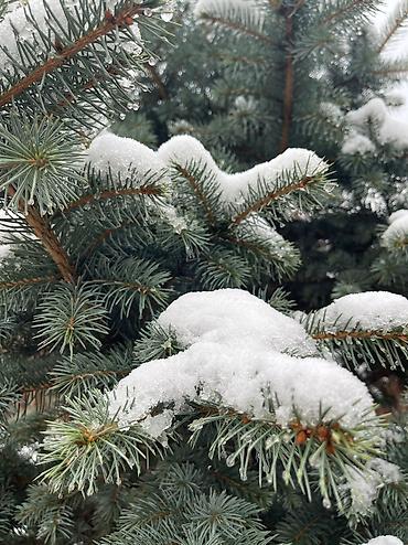 Декоративные деревья: Саженцы деревьев: Ели, Платная доставка, Самовывоз — 8