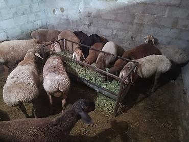 животные кошки: Продаю | Баран (самец) — 1