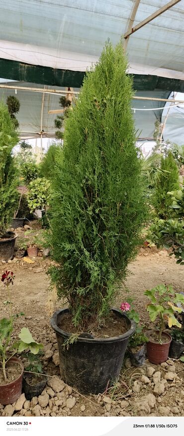 Садовые цветы и кустарники: Саженцы цветка — 9