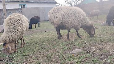 Баран, овца: Продаю | Овца (самка) | Для разведения | Матка — 1