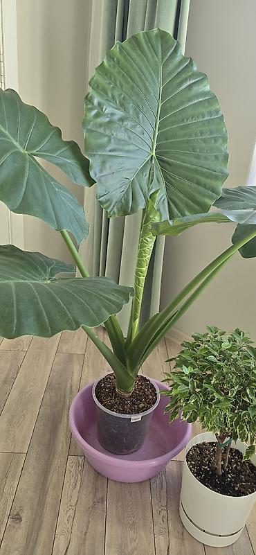 Алоказии: Алоказия крупноколистная (вероятно Alocasia macrorrhizos, «Слоновье — 5