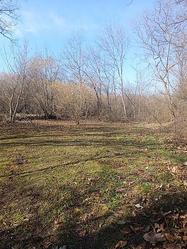 Torpaq sahələrinin satışı: Kənd təsərrüfatı — 5