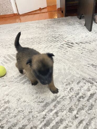 продаю овчарку: Собака даром: Овчарка, 1 месяц, Самка, С родословной