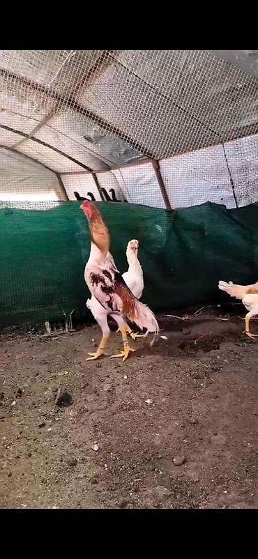 Cücələr: Toyuq cücələri, Damazlıq — 12