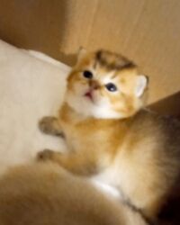 İtlər: Britan, Erkək, Yaxşı əllərə, Ünvandan götürmə