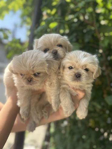 golden balası: Pekines, 2 ay, Dişi — 8