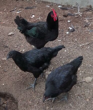 Toyuqlar: Toyuq, Australorp, Damazlıq, Ünvandan götürmə