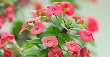 алой вера: Молочай Миля (Euphorbia milii) в декоративном горшке. - Компактный — 2