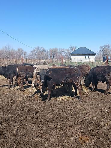 Коровы, быки: Продаю | Бык (самец) | На откорм — 4