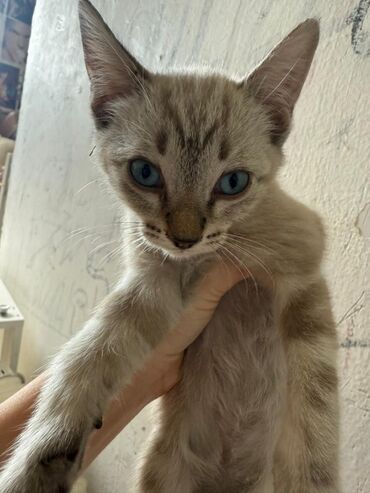 купить дом для кота: Отдам двух котят в хорошие руки, абсолютно бесплатно