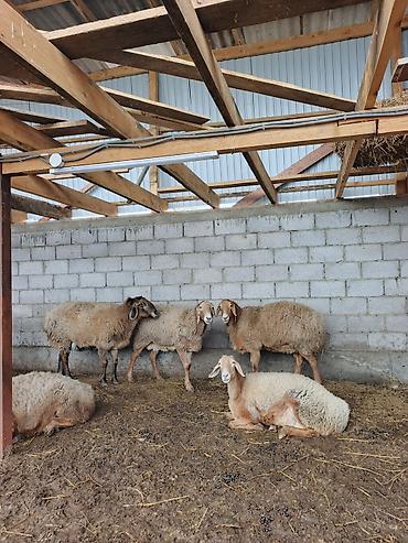 Баран, овца: Продаю | Овца (самка) | Для разведения | Матка — 4