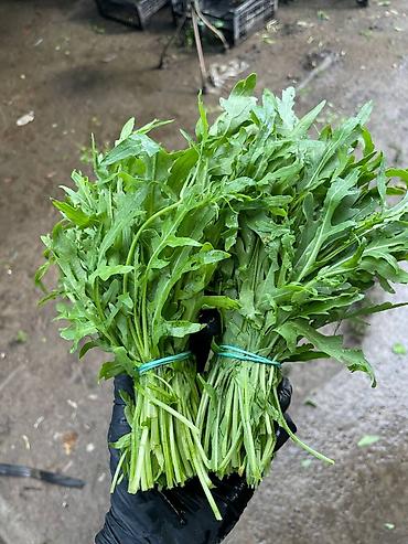 sendvic: Roka (arugula) dəstələri - Təzə yığılmış, iri yarpaqlı roka – kəskin — 2