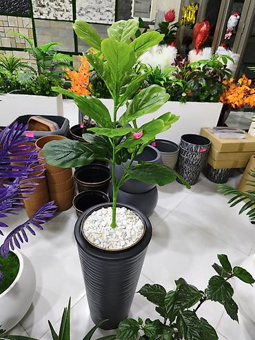 samavar ucuz: Ficus lyrata (skripka yarpağı) dekorativ otaq bitkisi – hündür dizayn — 1