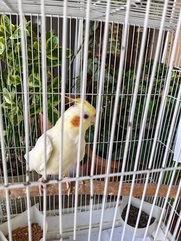 Pişiklər: Nymph quşları (Cockatiel) – müxtəlif rənglərdə - Növ: Nymph