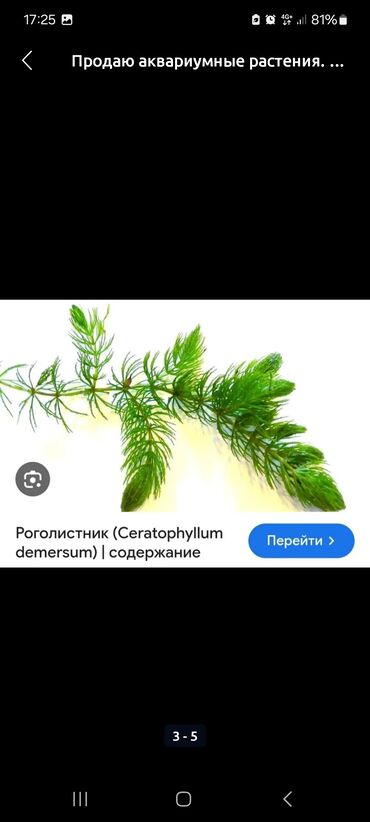 цыплят брама: Аквариумные растения
