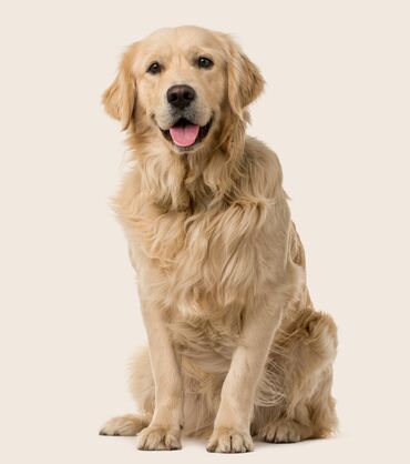 it adı: Retriever, 7 ay, Erkek, Peyvəndli, Ünvandan götürmə