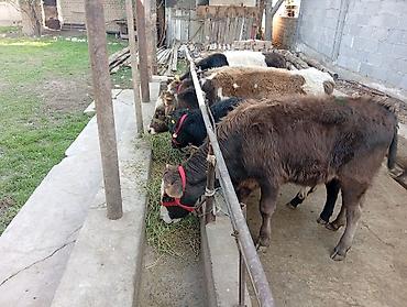 фелуцен для коров цена: Продаю | Бык (самец) | На откорм — 4