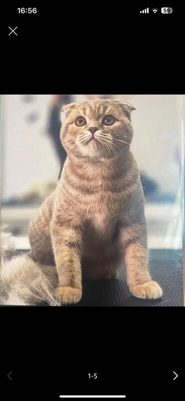 Коты: Шотландский вислоухий кот 1 год 2 месяца Кастрированный, паспорт есть