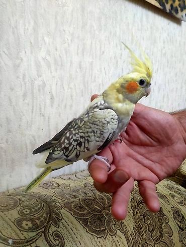 danisan papuqay satilir: Salam. 10 ayliq disidi. Dagistan sortudu.Sari perlovkadi. Oz yasina — 9