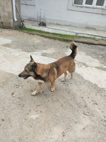 İtlər: Zvonok, 1 il, Erkek -da lalafo.az — 3 İtlər: Zvonok, 1 il, Erkek — 3