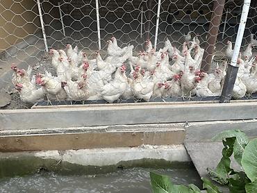 Куры, петухи: Продаю | Куры | Несушки — 8