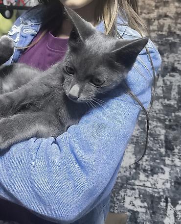 вязка кошка: Котёнок серого окраса мальчик - Окрас: ровный дымчато‑серый — 1