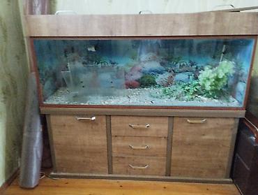akvarium gəncə: Böyük həcmli akvarium dəsti - Şık taxta dolablı akvarium – üst — 1