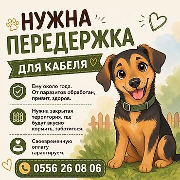 Собака даром: Дворняжка, 10 месяцев, Самец, С прививкой