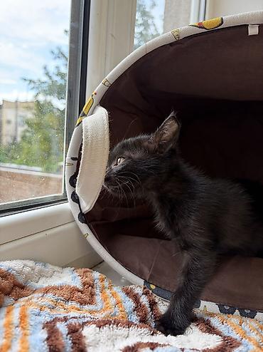 куплю кошка: Кошка даром: Беспородная, 2 месяца, Девочка, Приучена к лотку — 7
