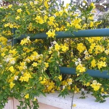 Toxumlar: Həyət gülleri. 90növ çesid var! — 28