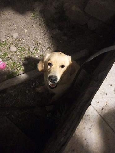 Retriever, 9 ay, Erkək, Ödənişli çatdırılma