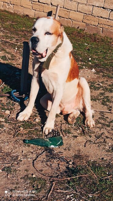 İtlər: Alabay, 1 il, Erkek, Peyvəndli, Ünvandan götürmə — 9