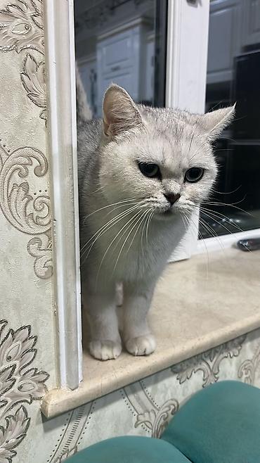 Pişiklər: Britan — 7