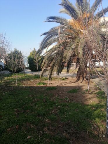 Bağbanlar: Bağban, 44 yaş, 5 ildən artıq təcrübə — 23