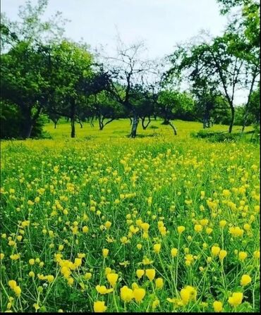 Günlük kirayə evlər: 90 kv. m, 3 otaqlı, İnternet, Telefon, Qaz — 5