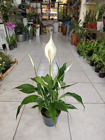 torf satilir: Spathiphyllum (Sülh çiçəyi ve qadın xoşbəxtliyi) – qapalı bitki - — 1