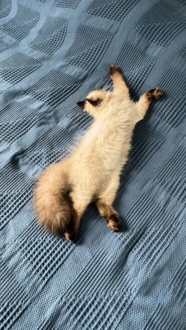 Pişiklər: Şotland uzun tüklü, Erkək, Yaxşı əllərə, Ünvandan götürmə — 4