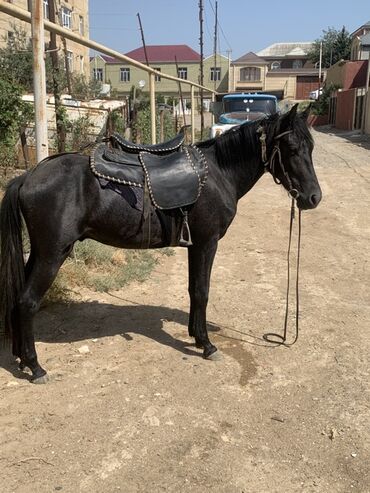 Akvariumlar: Qara rəngli minik atı və dəstə avadanlıq - Rəng: tam qara - Növbəti