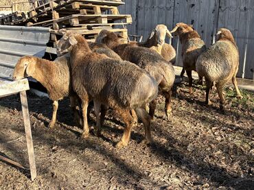 Баран, овца: Продаю | Баран (самец) at lalafo.kg — 3 Баран, овца: Продаю | Баран (самец) — 3
