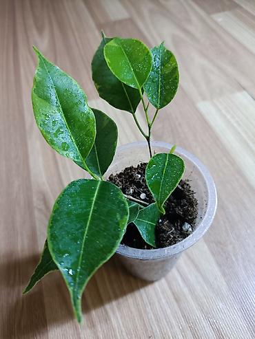 Фикусы: Фикусы Бенджамина разных сортов. Укоренённые черенки в стаканчиках с — 2